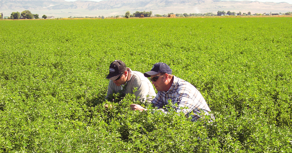 IFA Crop Advisors Help Producers Plan & Adapt