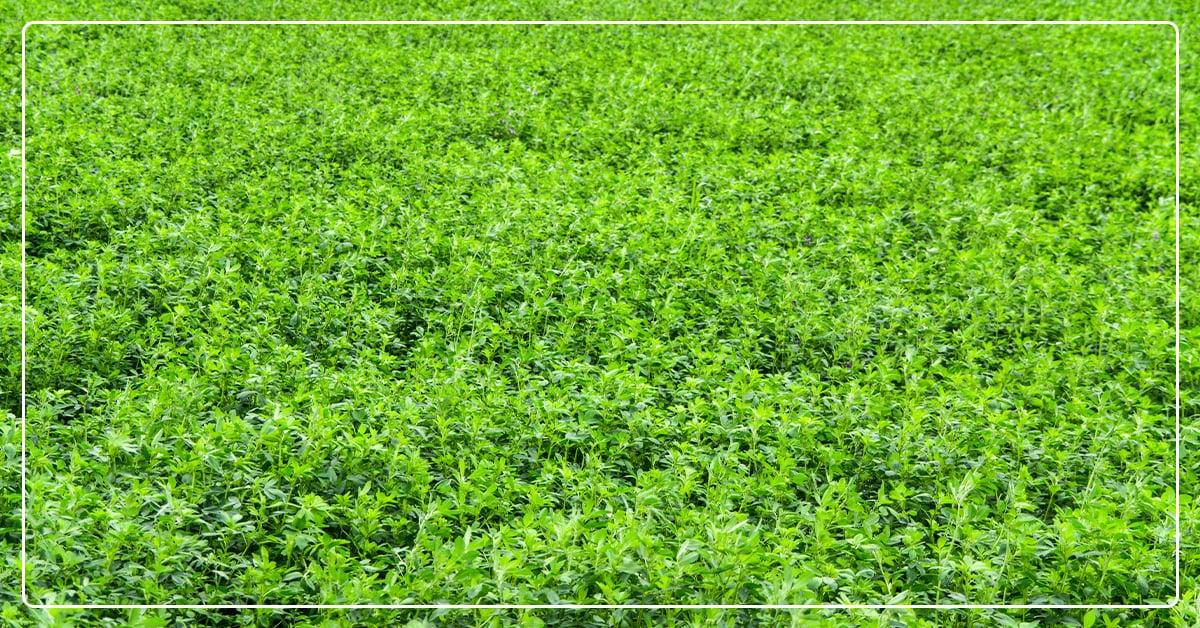 HarvXtra Alfalfa Product Enhances Digestibility and Weed Control