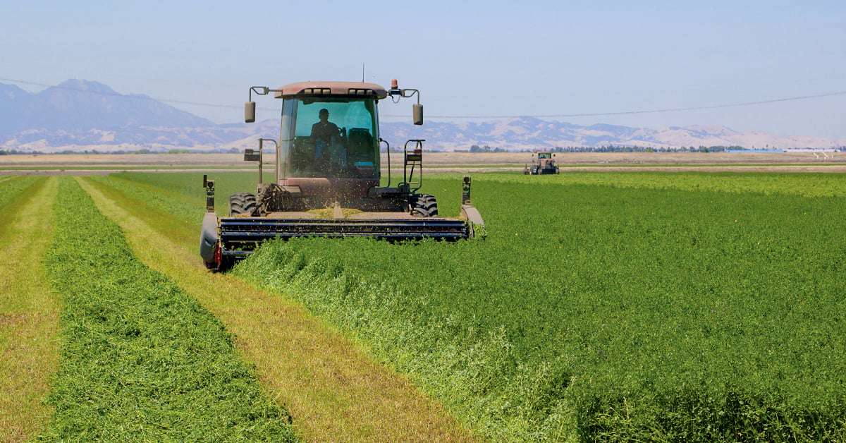 Alfalfa Stand Rotation