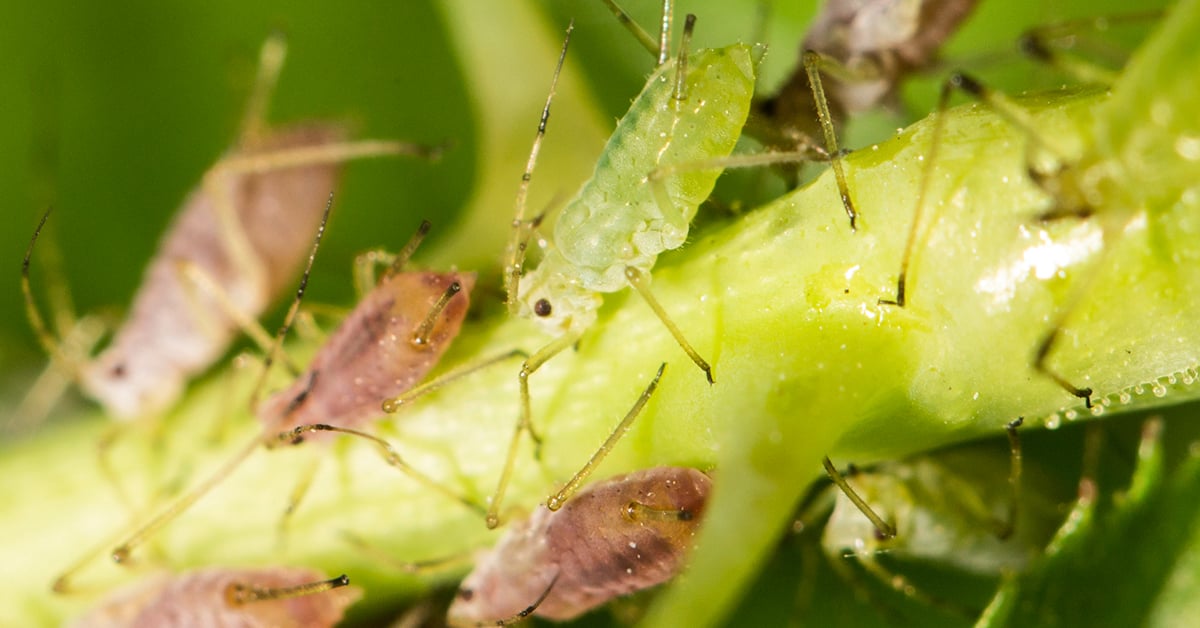 Black Aphids How to Get Rid Of - Back Gardener