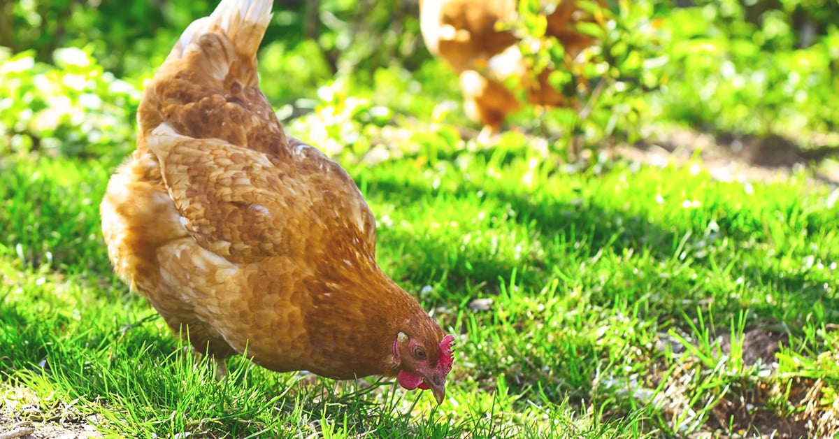 Easy Backyard Chickens