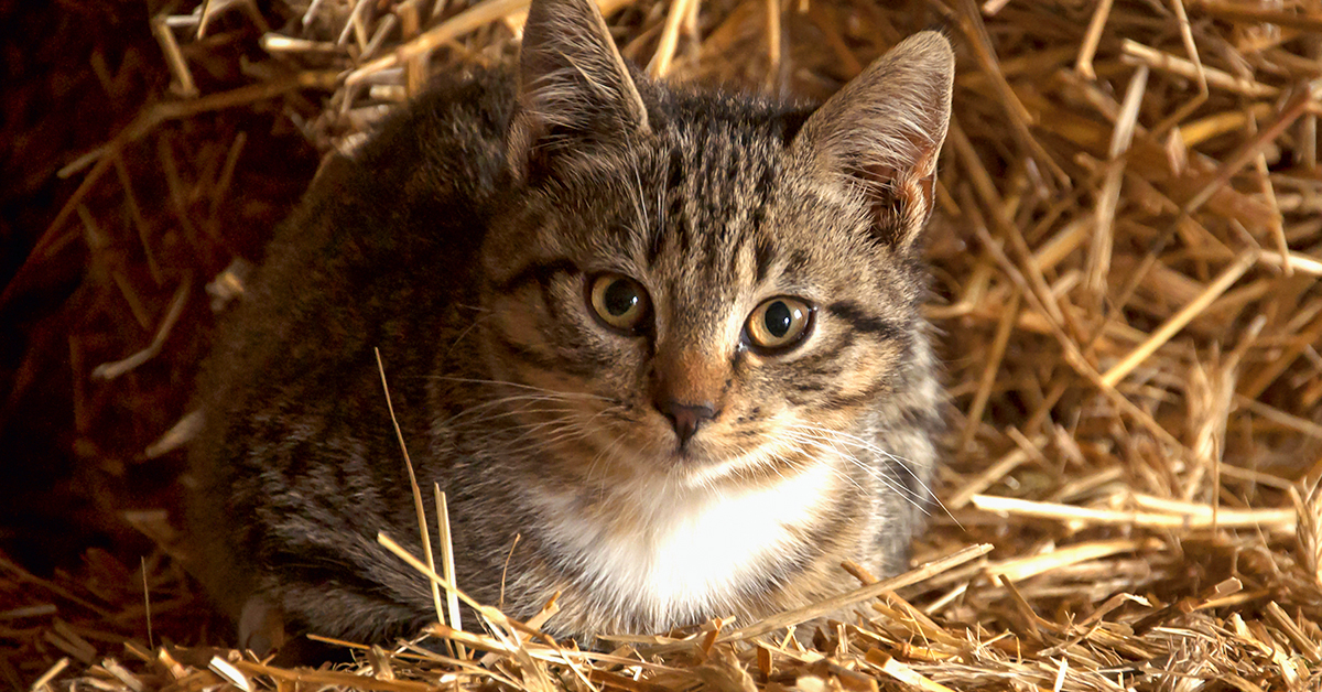 Barn Cat Care: A Complete Guide
