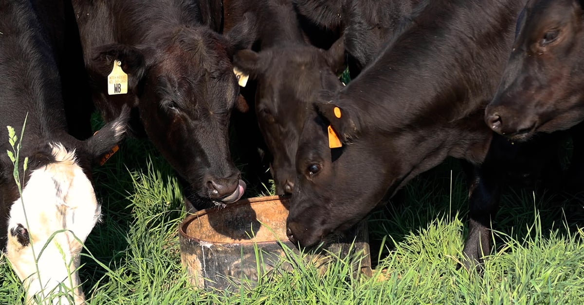 Supplement Grass-Fed Cattle with Beef Mineral
