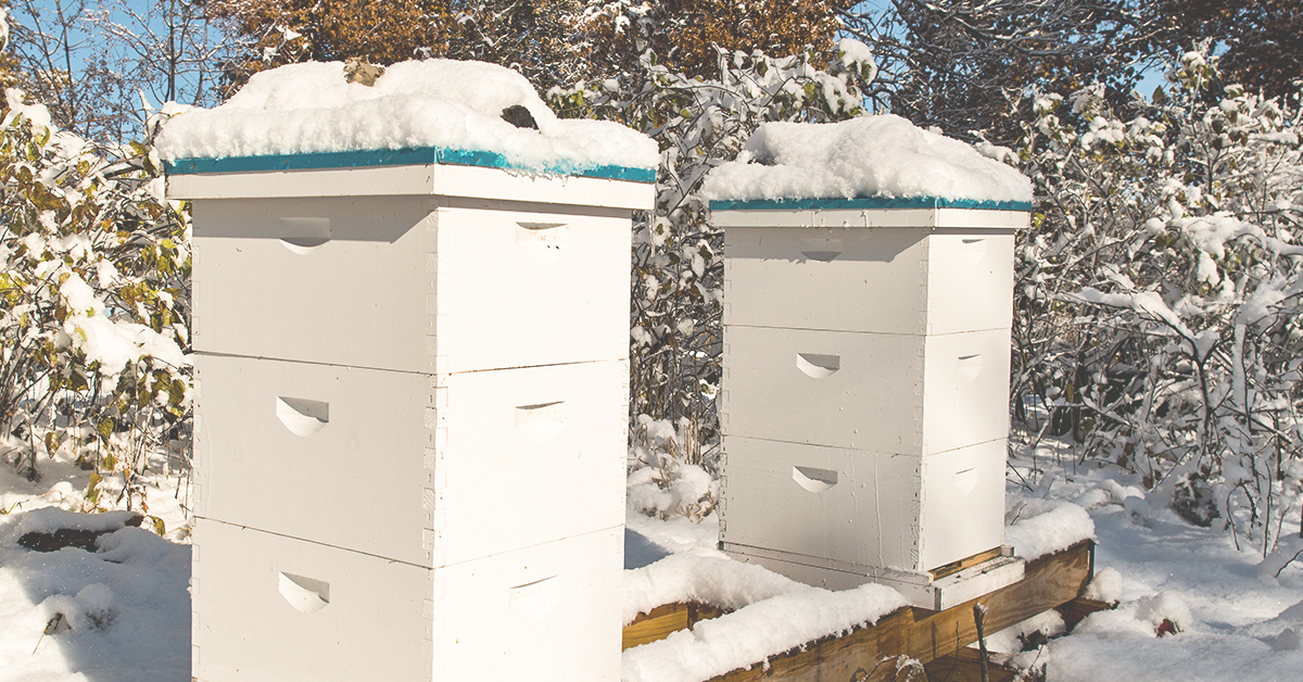 How to Guide to Winterizing Your Bees & Hives