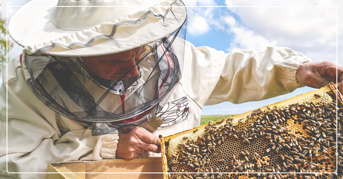 Troubleshooting Common Bee Issues