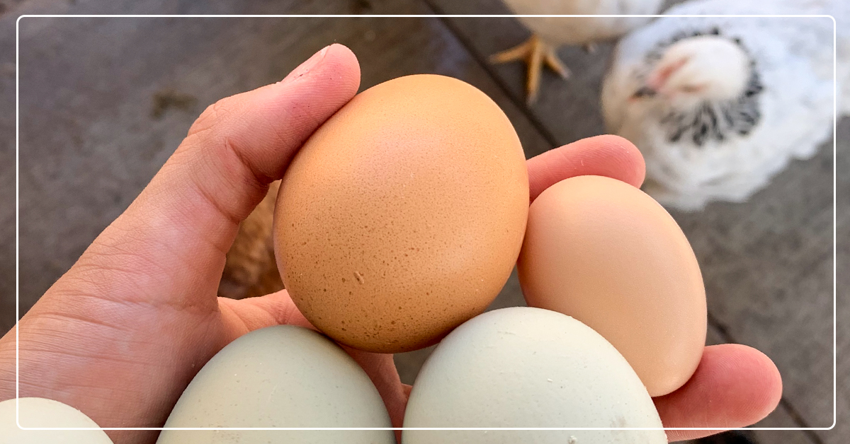 egg production in chickens