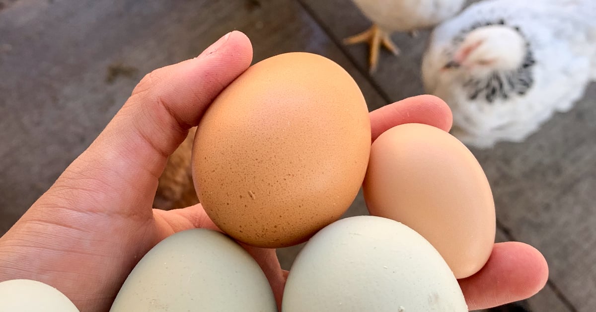 The Best Egg Laying Chickens: A Guide to Egg Production