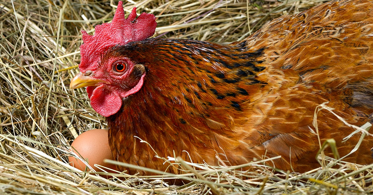 The Best Out West? Brown-Egg-Laying Chickens for Your Backyard