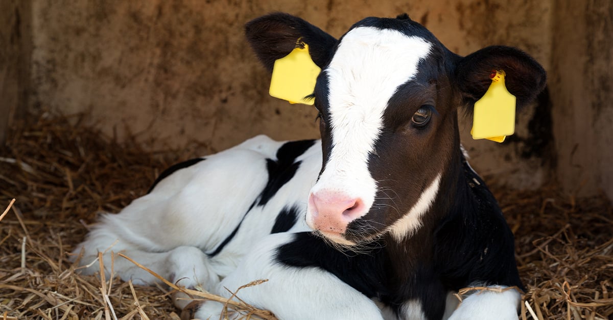 Coughing Calves and Other Problems Young Cattle Face During Winter