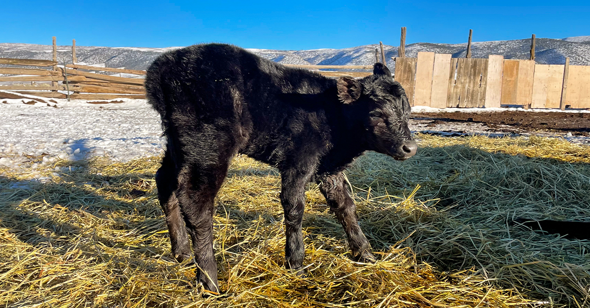 Calving Season Essentials