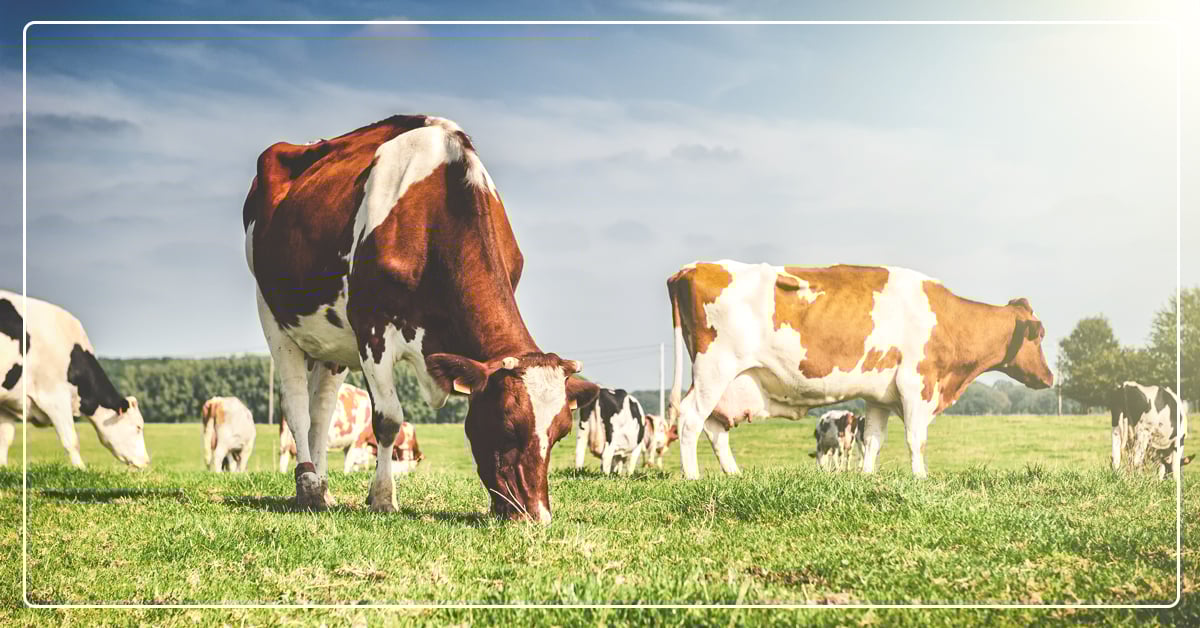 The Right Fiber and Forage for Dairy Cattle