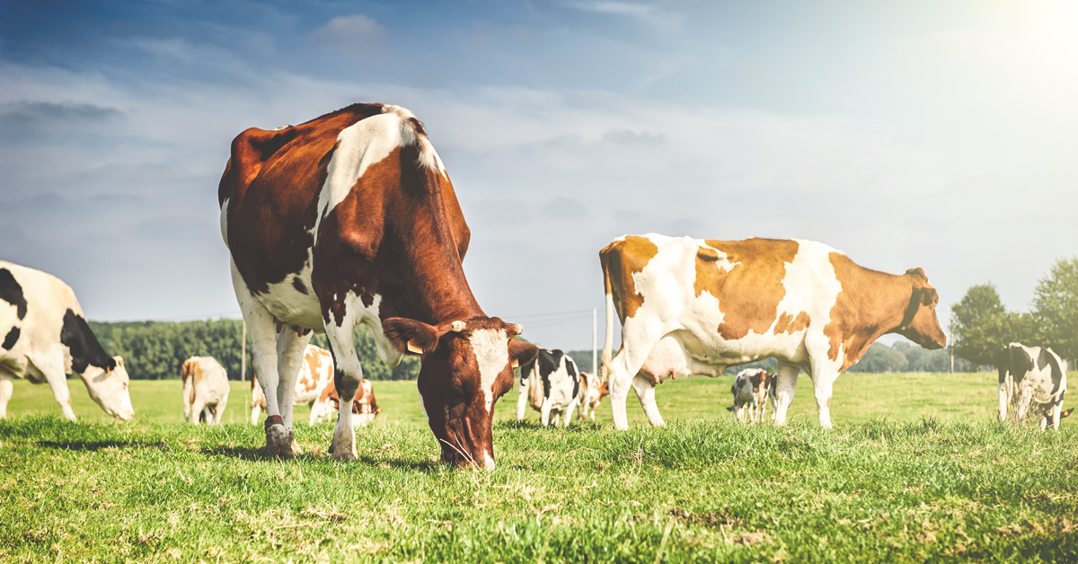 High-forage dairy diets keep cows producing