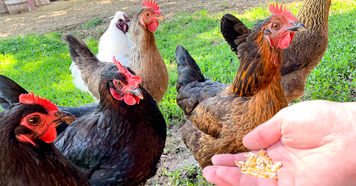 How To Choose the Right Chicken Treats For Your Flock