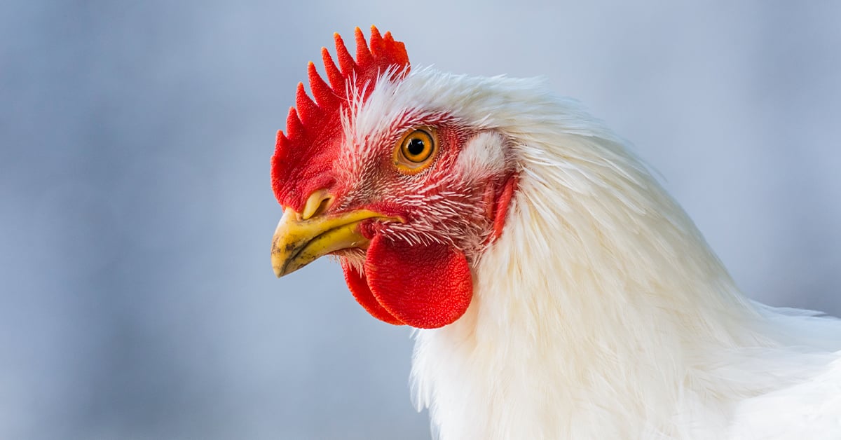 Why Your Chickens Need More Protein in Winter