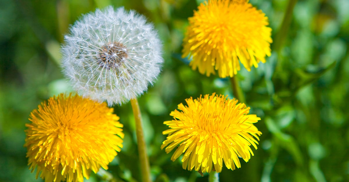 How to Identify & Control Lawn Weeds