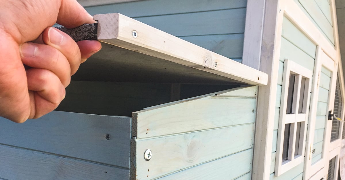 How to Set Up a Backyard Chicken Coop