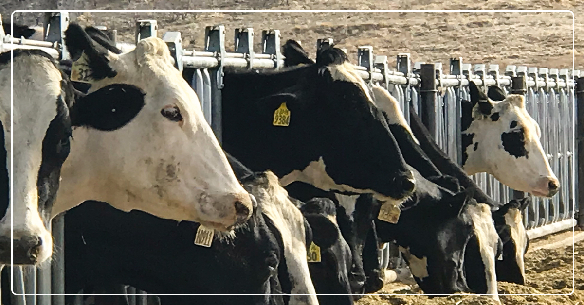 COVID-19: Lessons from Animal Agriculture