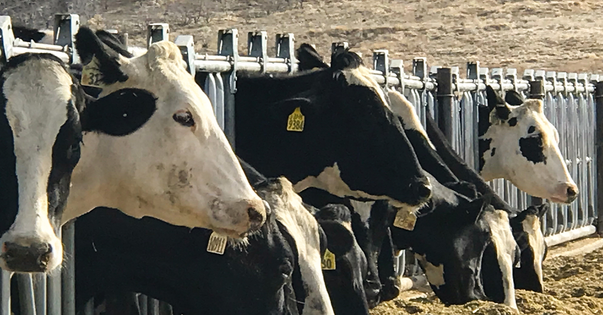 Cattle Disease Prevention Program Lessons from COVID-19