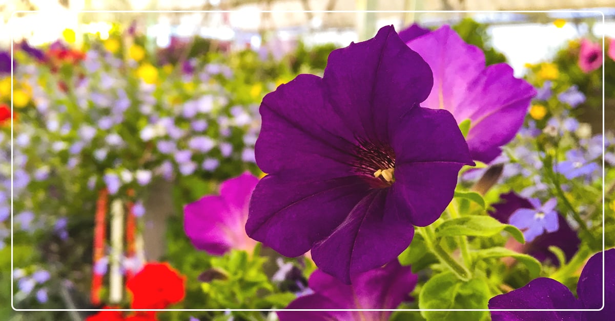 How to Arrange Beautiful Potted Flowers & Flower Baskets