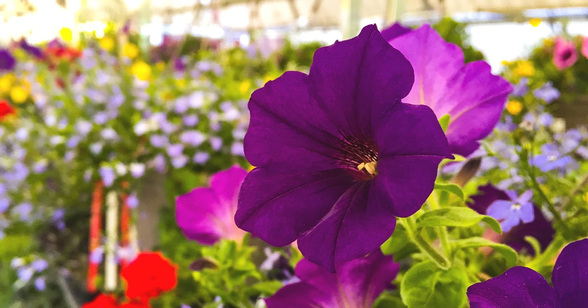 How to Arrange Beautiful Potted Flowers & Flower Baskets