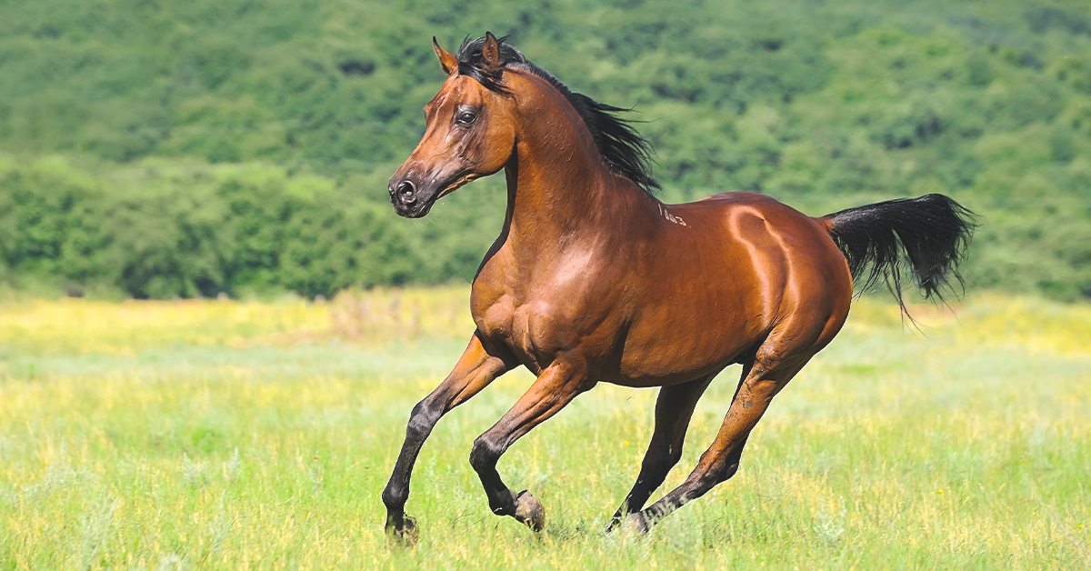 Equine Vaccines for Potentially Fatal Diseases