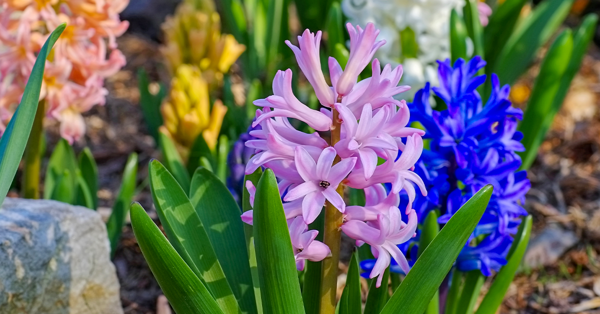 Early Spring Flowers 