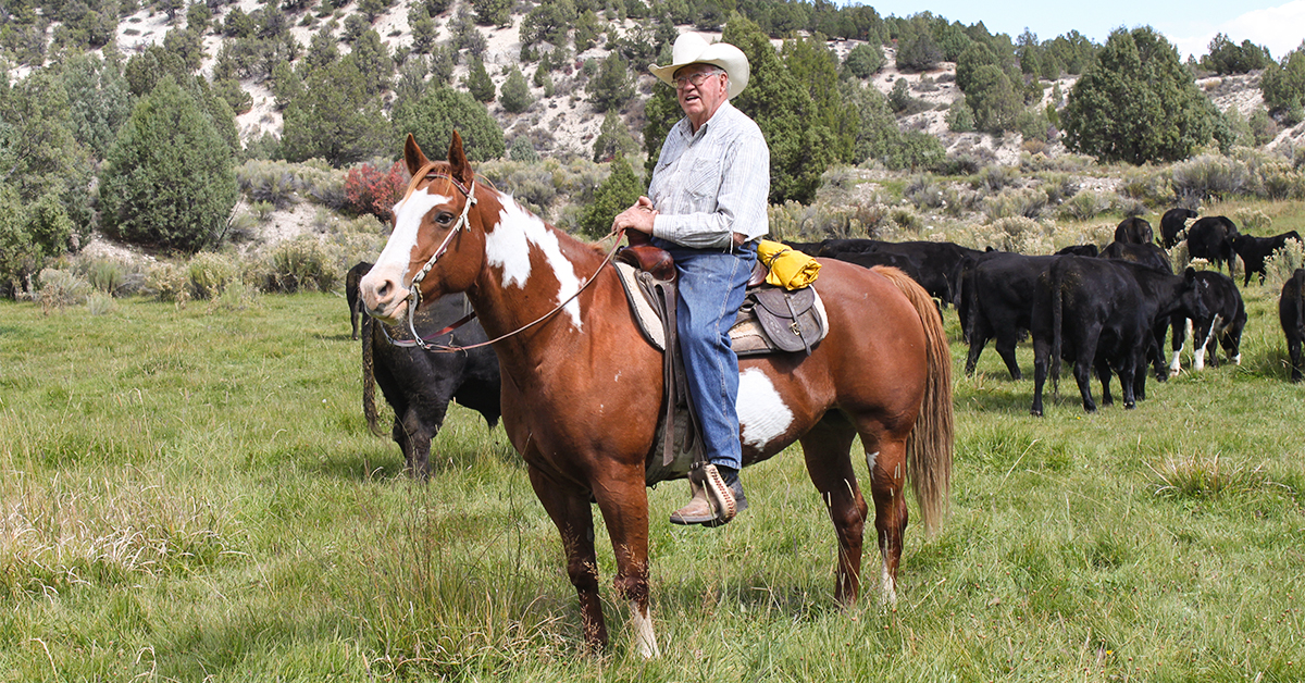 The Fussiest Bull Buyer and Cattle Raiser in America