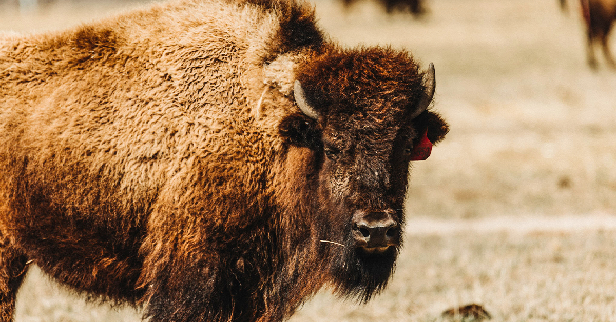 Wrangling the Beast: Bison Ranch Gets Help To Optimize Feed Rations
