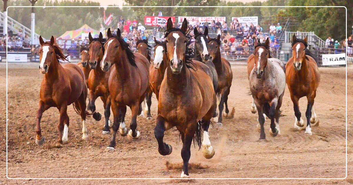 Stock Contractor Breeds for Bucking Genetics, but Feeds for Performance