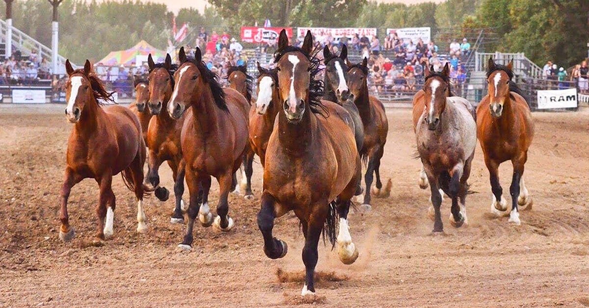 Stock Contractor Breeds for Bucking Genetics, but Feeds for Performance