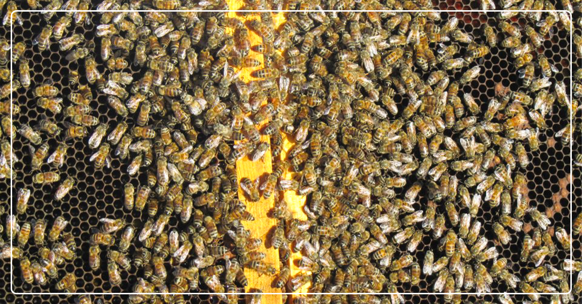 Bee-lieve in Yourself, Beekeeper Goes From Hobby To Serious Business