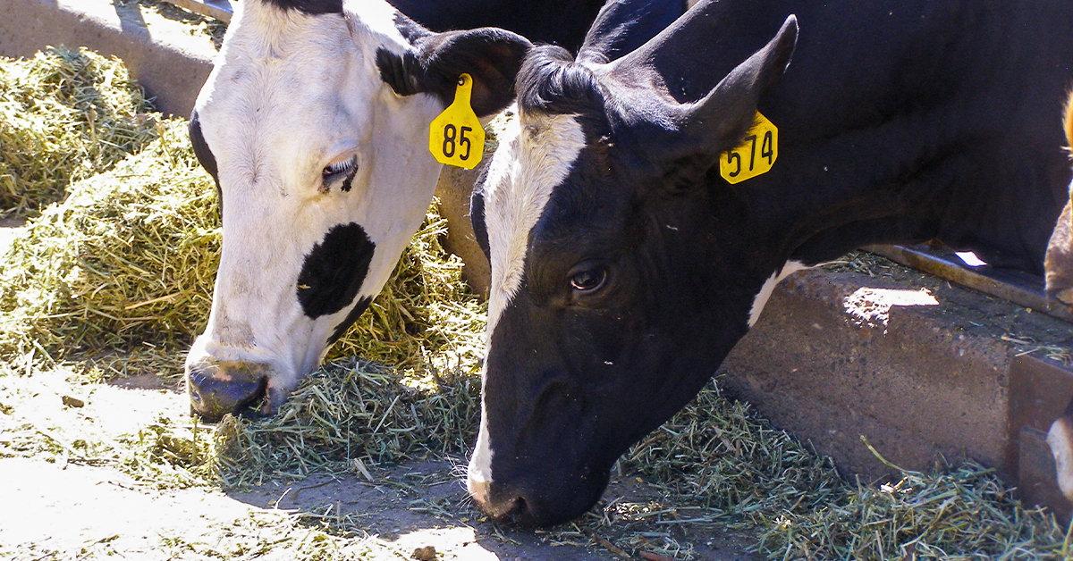 Discovering New Livestock Nutrition Research in Amino Acid Balancing
