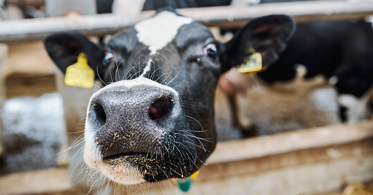 Types of Liquid Feed and Their Benefits for Dairy Cattle