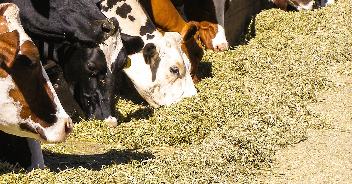 Deciphering Fiber Analyses in Your Feed & Forage Reports