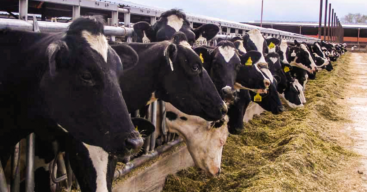 The Benefits of Mega 3™ in Your Cattle Feeding Program