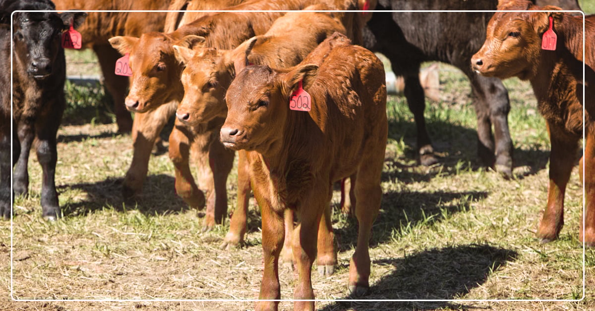 Reproductive Benefits of Omega-3 Fats in Beef Cattle
