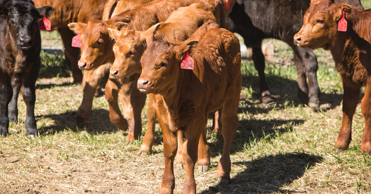Reproductive Benefits of Omega-3 Fats in Beef Cattle