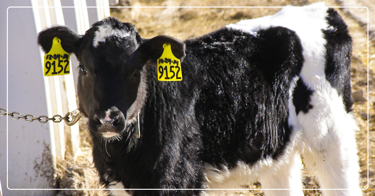 Understanding Calf Rumen Development