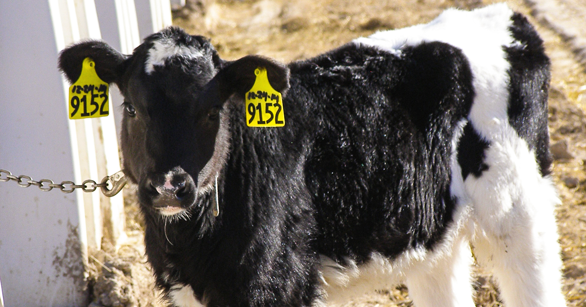 Understanding Calf Rumen Development