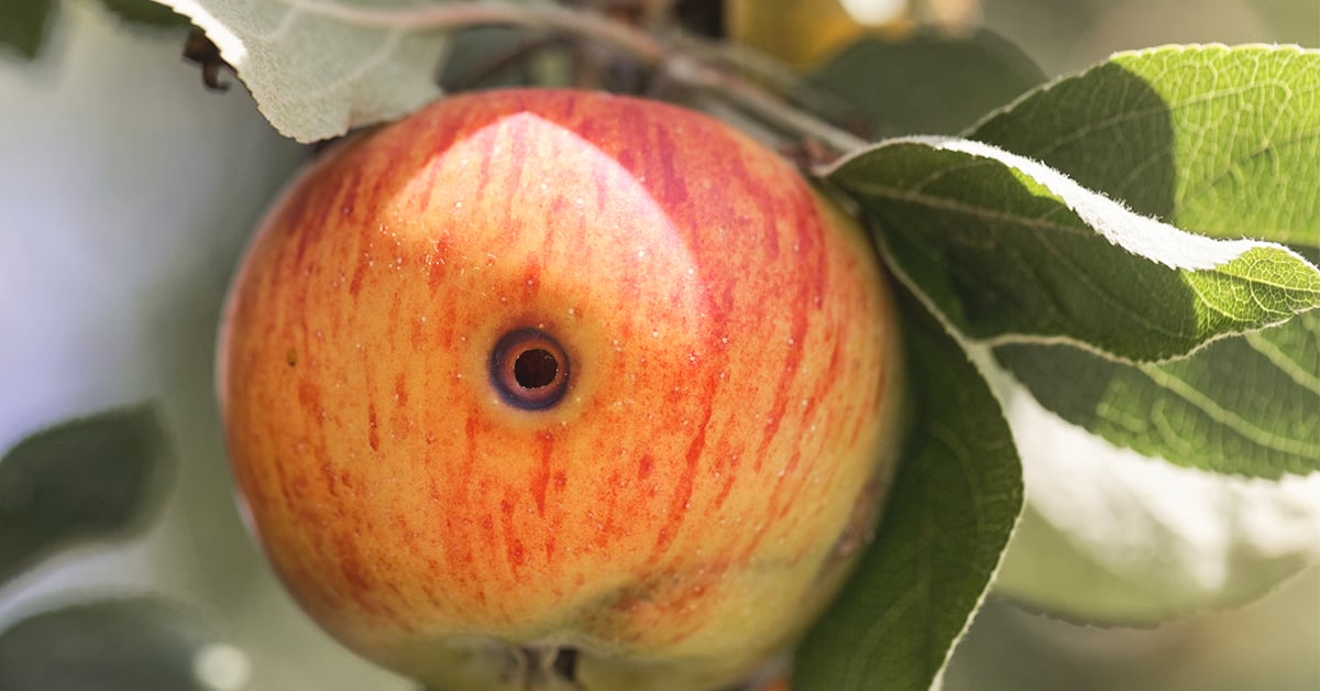 How to Control Common Fruit-Tree Pests | IFA's Helping to Grow Blog