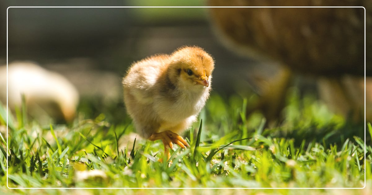 How to Start Raising Chickens in Your Own Backyard