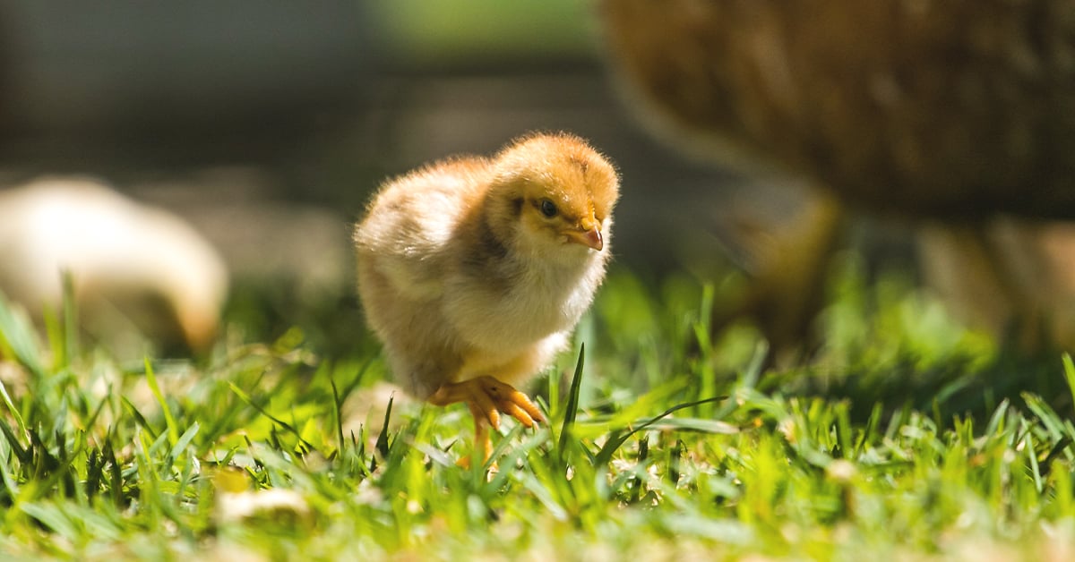 How to Start Raising Chickens in Your Own Backyard