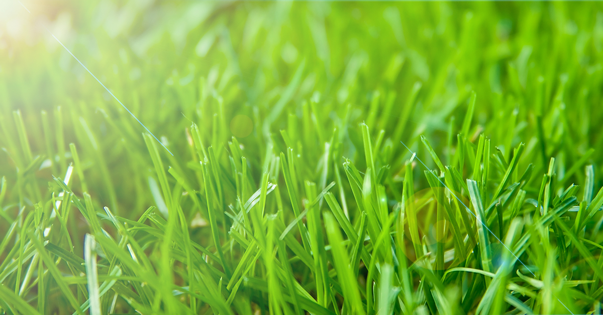 How To Keep Grass Green During Drought
