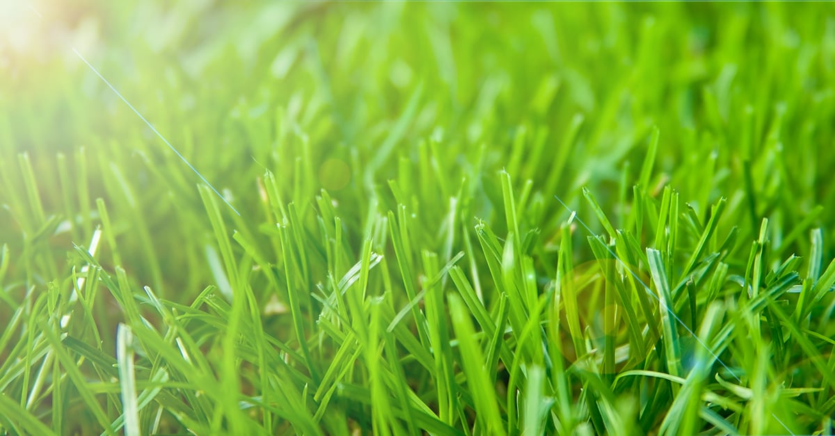 How To Keep Grass Green During Drought