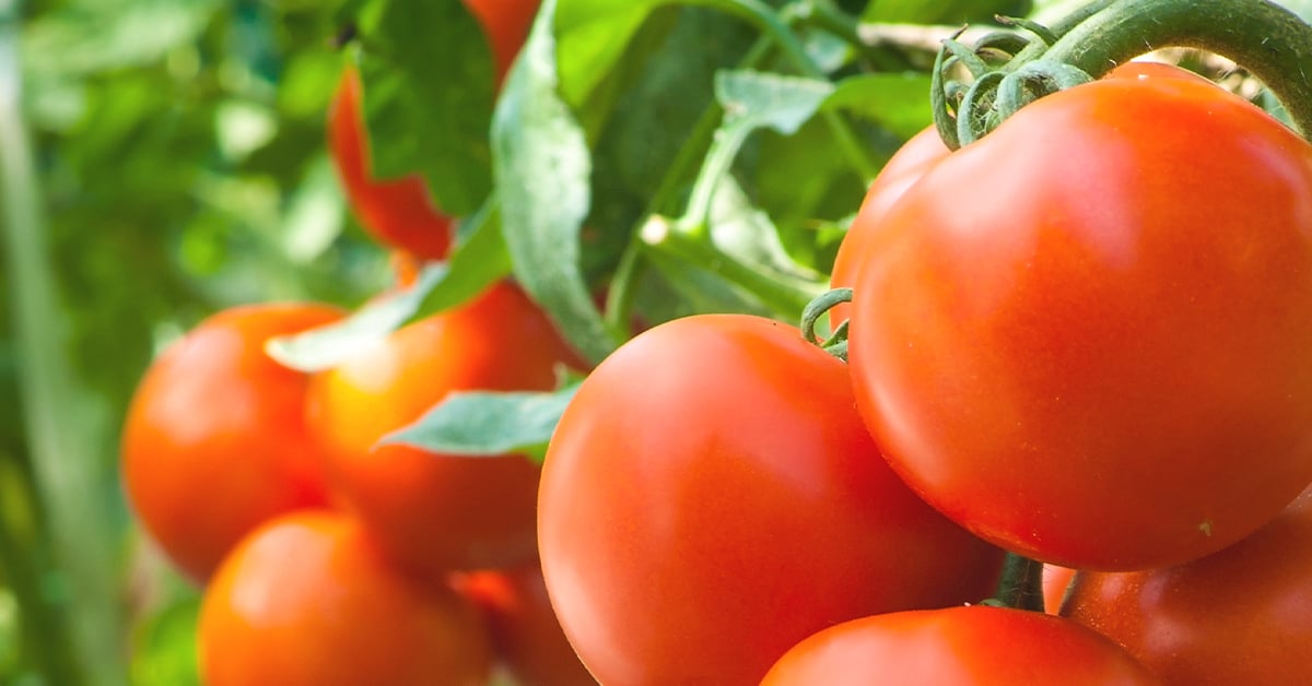 When to plant tomatoes: including tips on how and where to plant them