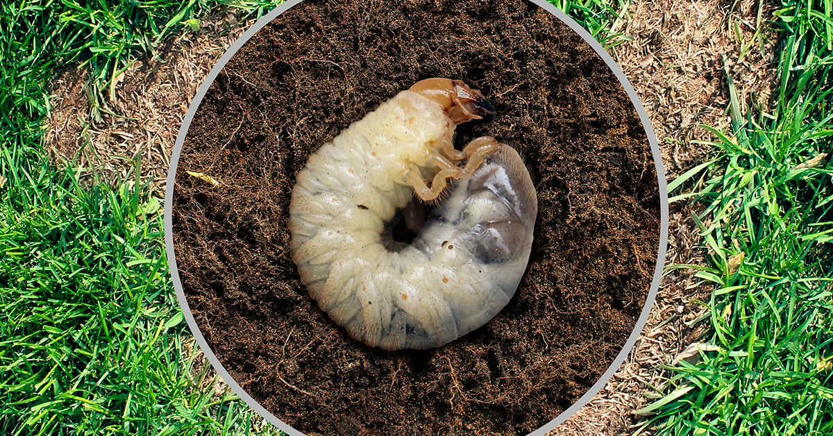 Grubs store in garden