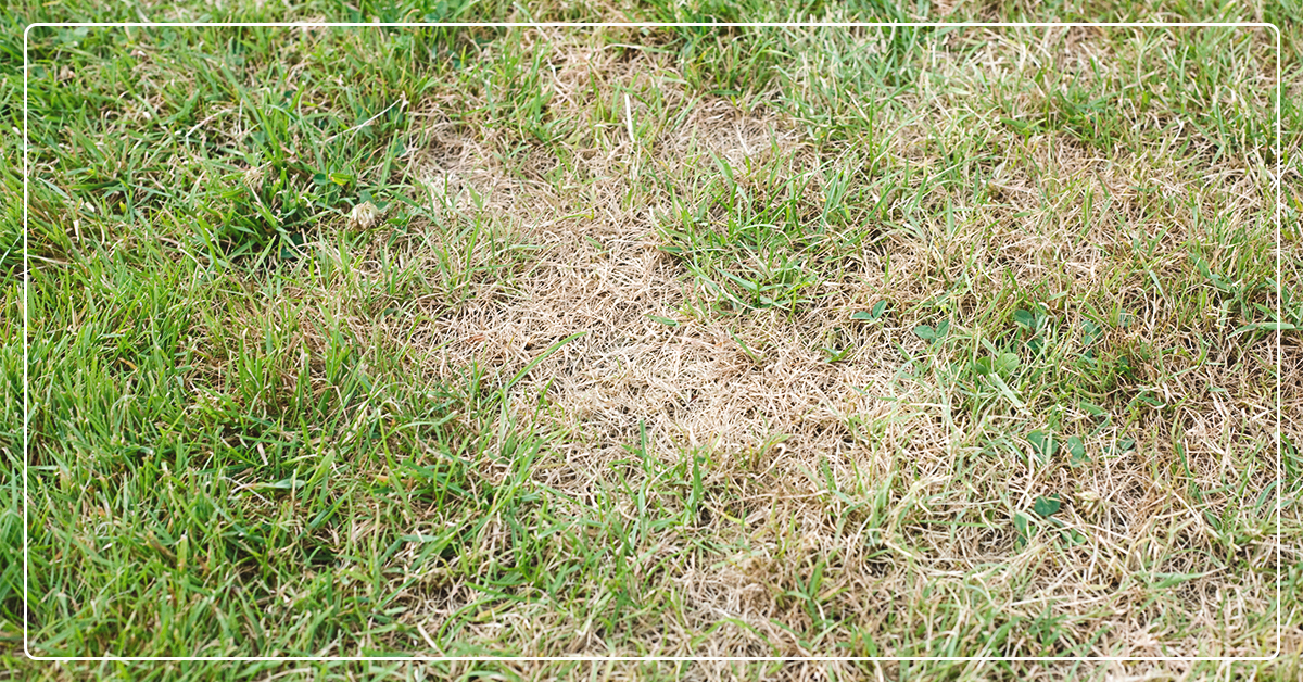Dead Grass? Grub Worms May Be the Issue