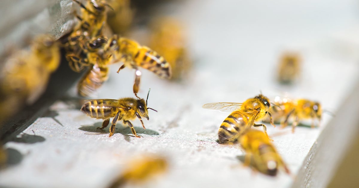 How To Start a Beehive and Select the Right Location