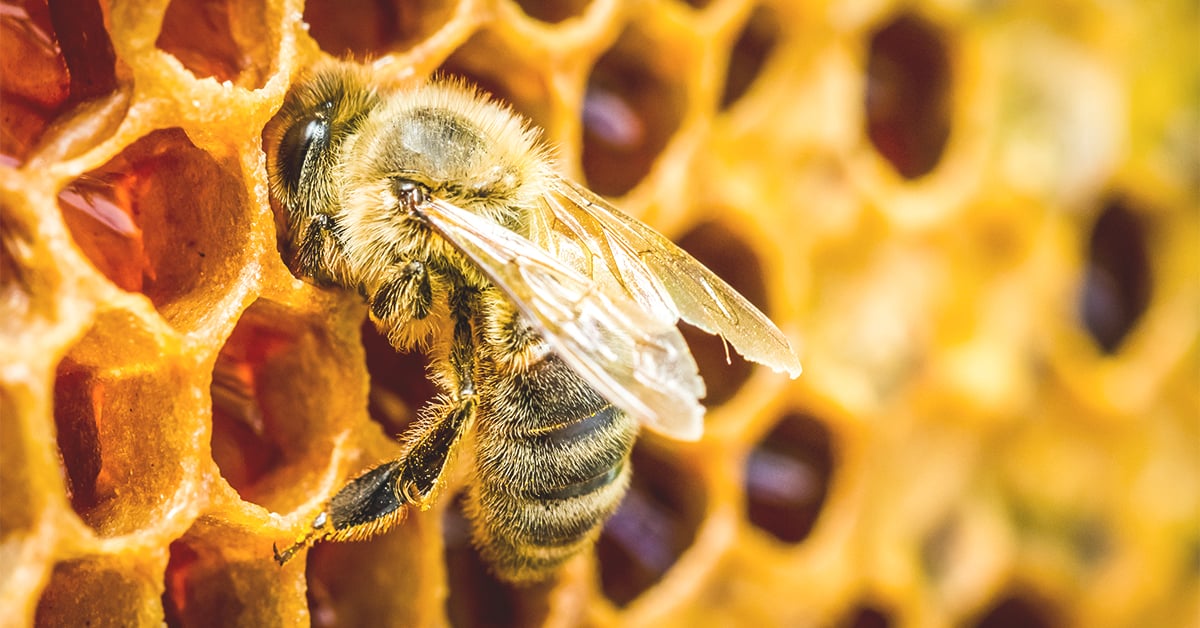 Beekeeping for Beginners & How To Set-Up a Hive