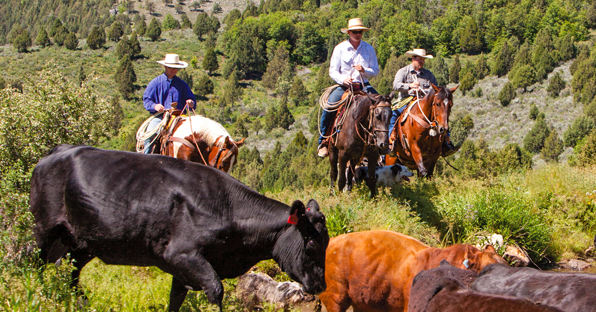 Complete Horse Nutrition Starts With the Best Feed